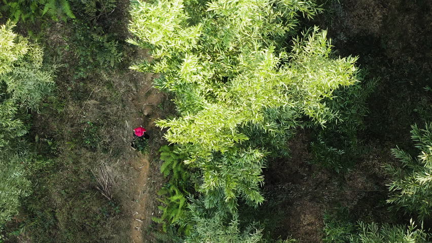 A person is foraging through a dense forest, skillfully using a machete to navigate the greenery. The vibrant foliage creates a serene yet adventurous atmosphere in the natural setting.