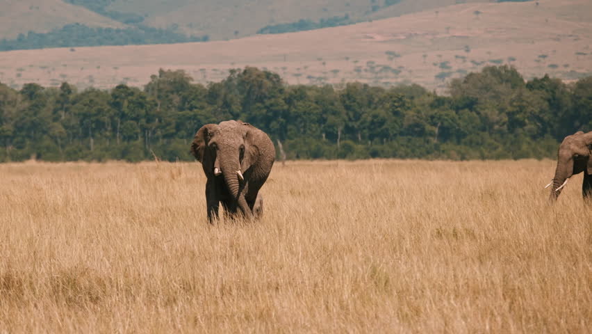 Elephant with Calf Walking in Savanna