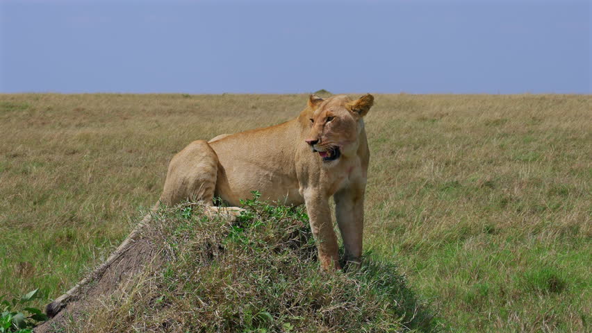 Wild Lioness Observing Surroundings from Hill