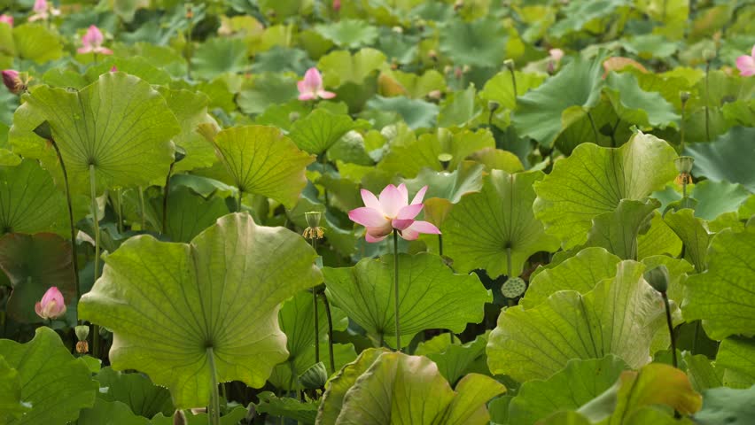 scenery of lotus pond in xianghu lake Hangzhou China