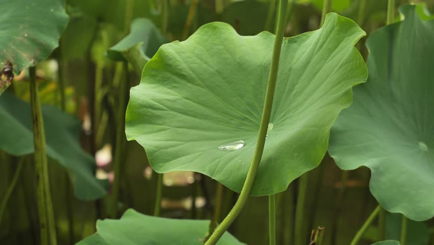 scenery of lotus pond in xianghu lake Hangzhou China