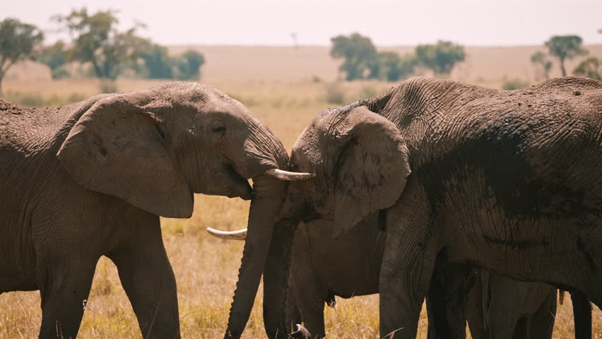 Elephants Social Behavior in Wild Grassland