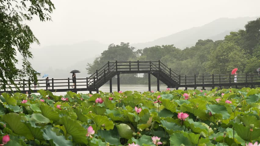 scenery of lotus pond in xianghu lake Hangzhou China