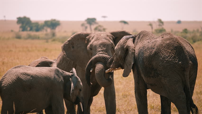 Two Elephants Touching Trunks in the Wild