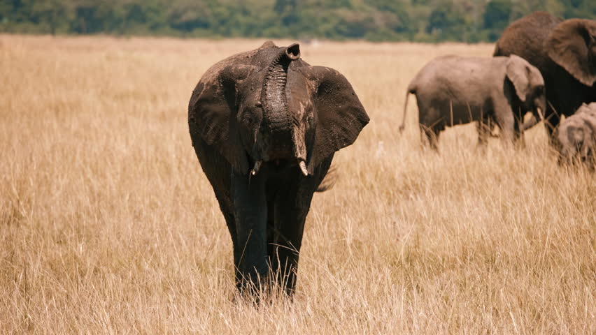 Wild Elephant Raises Trunk to Smell