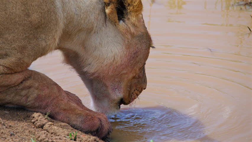 Lioness Drinking Water from Muddy Stream Close Up