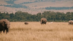 Elephant Herd Walking Through Tall Grass - Powered by Shutterstock - Get 15% off with code: PIKWIZARD15