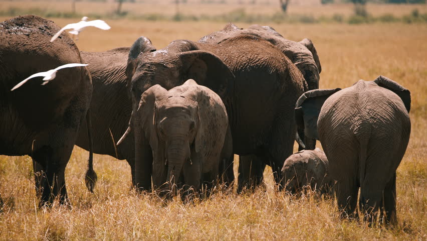 Baby Elephant in Herd on Savanna