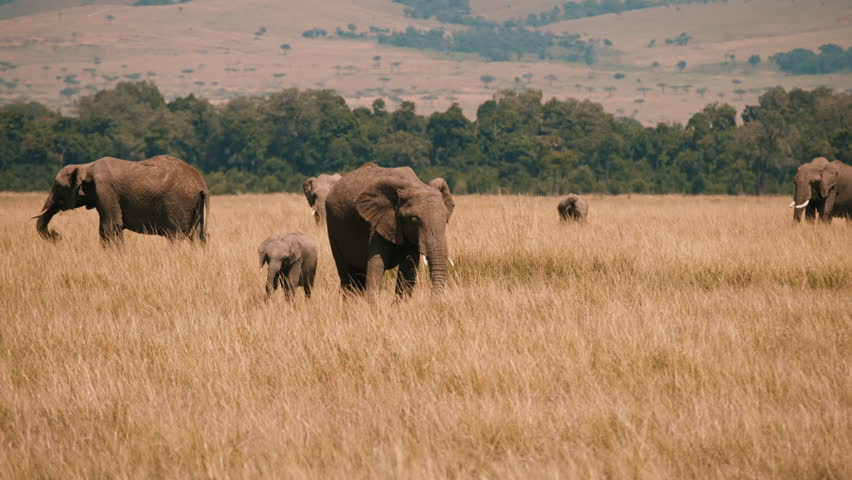 Baby Elephant Playing with Trunk in Savannah