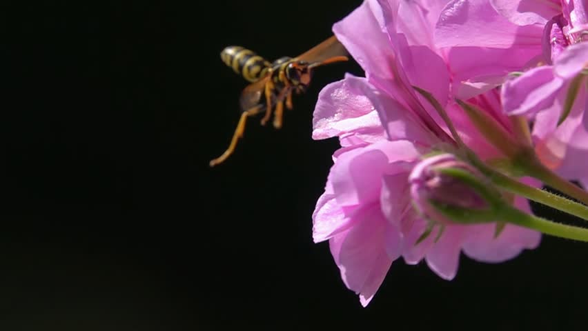 Bee wasp landing on pink flower. Rose flower. Black background
