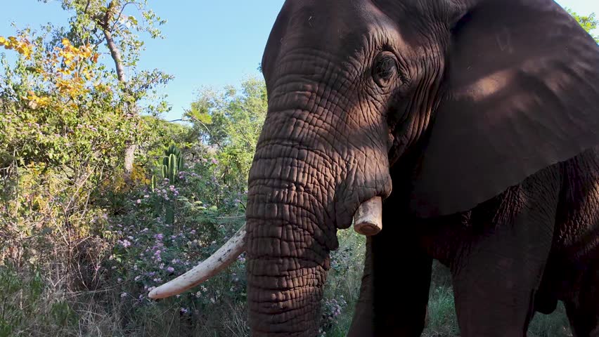 Wild Elephant In Hartbeespoort North West South Africa. Wildlife Scene Of Big Five Animals In A African Safari. Countryside Dramatic Sky Rural Field. Sky Panoramic. Hartbeespoort North West.
