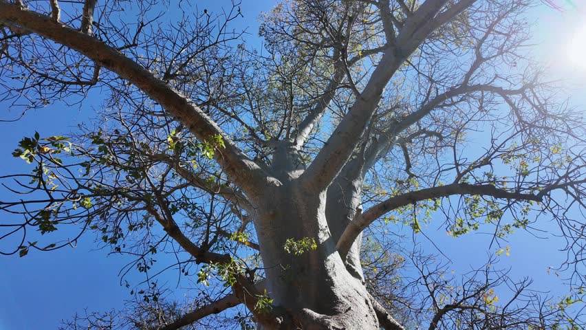Scenic Baobab In Victoria Falls Matabeleland North Zimbabwe. Famous Century-Old And Big Tree In The Stunning Landscape. Nature Sky Sky Forest.