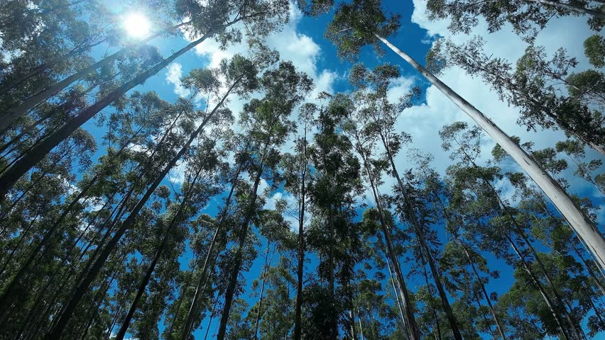 Eucalyptus Forest In Country Landscape Rural Scene Brazil. Amazing Countryside Scenery Near Farm And Forest Trees. Countryside Clouds Sky Rural Field.