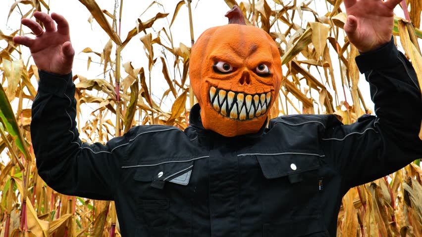 Creepy Pumpkin Head Attack in Cornfield.Corn on the cob close-up and halloween pumpkin monster in corn field. October holiday masquerade character.