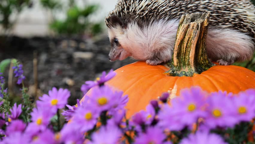 Hedgehog on a pumpkin in purple chrysanthemums.Prickly Pet, Pumpkin and Purple Flowers.Hello Autumn. Autumn Wallpaper with Hedgehog and Flowers