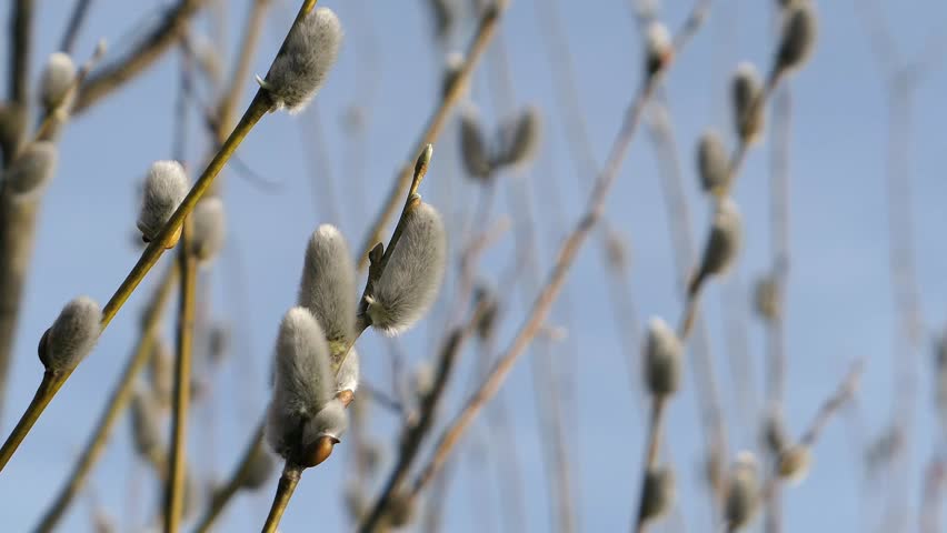 Soft and fluffy pussy willow branch growing close up, early spring nature detail