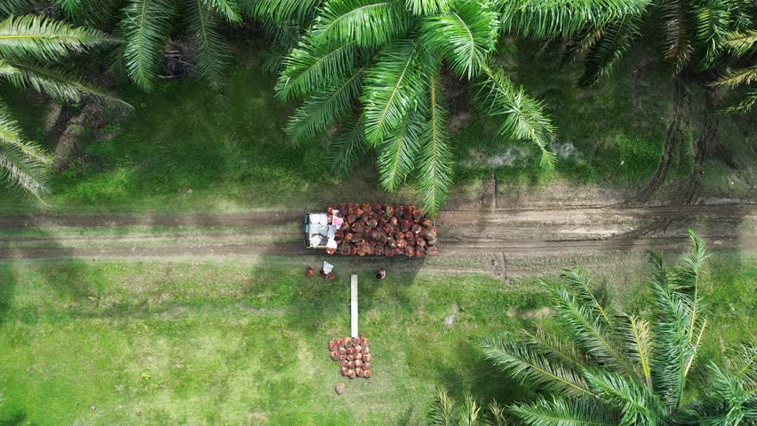 Top view of palm oil harvest and worker loading truck