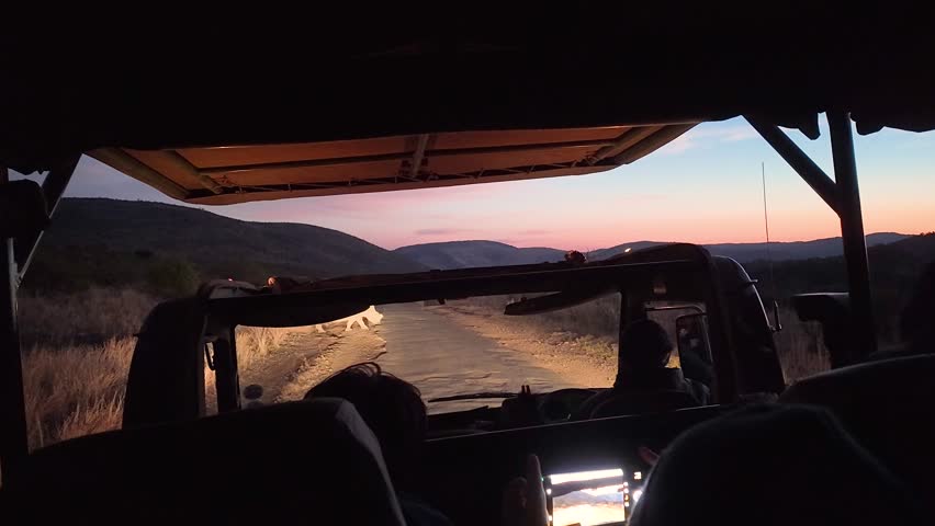 Rhinos On Street In Pilanesberg National Park North West South Africa. Wildness Safari Scene Of Game Drive With Big Five Animals. Sunset Nature Sky Sky Rural Panoramic.
