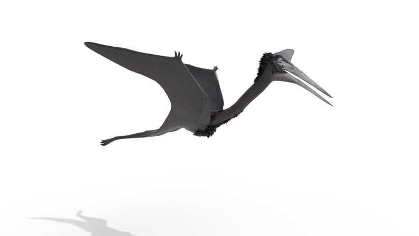 quetzalcoatlus dinosaur flying 3d animation. 3d and computer rendering animation video with 4k resolution.