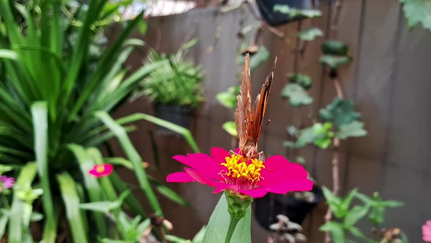 A front view of the autumn leaf butterfly (Doleschallia bisaltide) flapping its wing while suckling nectar of pink Zinnia flower in the garden.