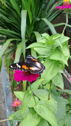 A beautiful view of the great eggfly butterfly (Hypolimnas bolina) flying and suckling the nectars of pink flowers in the organic garden.