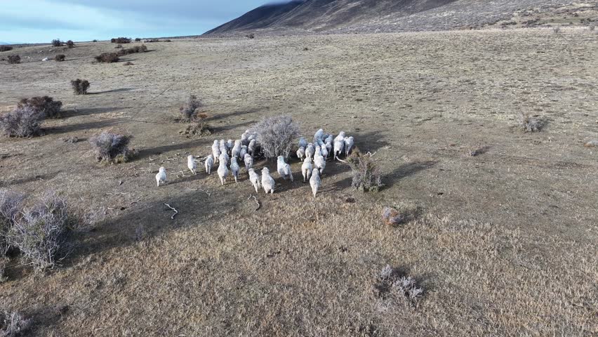 Flock Of Sheeps In El Calafate Santa Cruz Argentina. Herd Of Sheep Ewe On The Patagonian Valley In Argentina. Snowflakes Tourism Expedition Snow Capped. Expedition Lakeshore Outdoor.