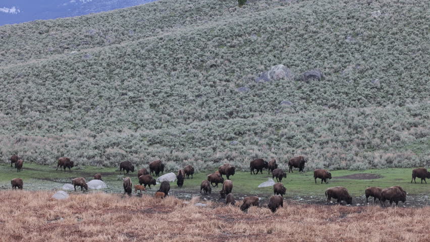 Herd of Bison in Spring in Yellowstone National Park Wyoming