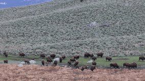 Herd of Bison in Spring in Yellowstone National Park Wyoming - Powered by Shutterstock - Get 15% off with code: PIKWIZARD15