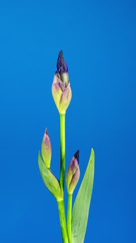 Purple Iris Flower Opening Bud in Time Lapse on a Blue Background. Tender Flower Wilt After Blooming in Timelapse