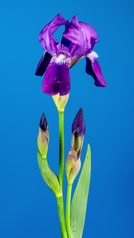 Purple Iris Flower Opening Bud in Time Lapse on a Blue Background. Tender Flower Wilt After Blooming in Timelapse