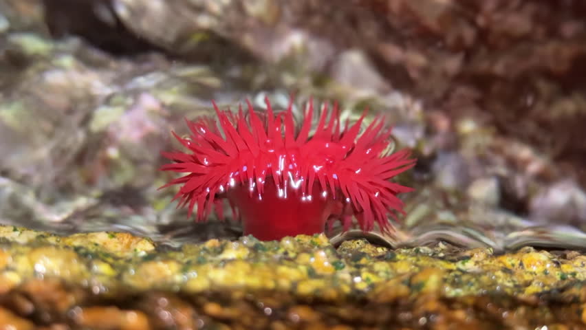 Close-up of a vibrant sea anemone attached to a rock, with its tentacles open and gently swaying in rhythm with the tide