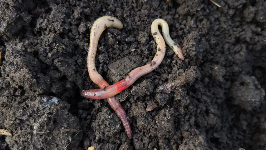 A couple of worms that are laying in the dirt.