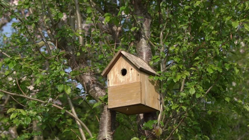 Blue tit (Cyanistes caeruleus) entering a bird nest box which is a common small garden songbird found in the UK and Europe, British nature wildlife stock video footage