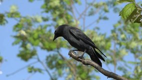 Jackdaw (Coloeus monedula) a black crow bird perched on a tree top branch with a clear blue sky, wildlife stock video footage clip - Powered by Shutterstock - Get 15% off with code: PIKWIZARD15