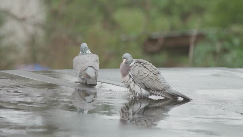 Common wood pigeons washing feathers in the rain