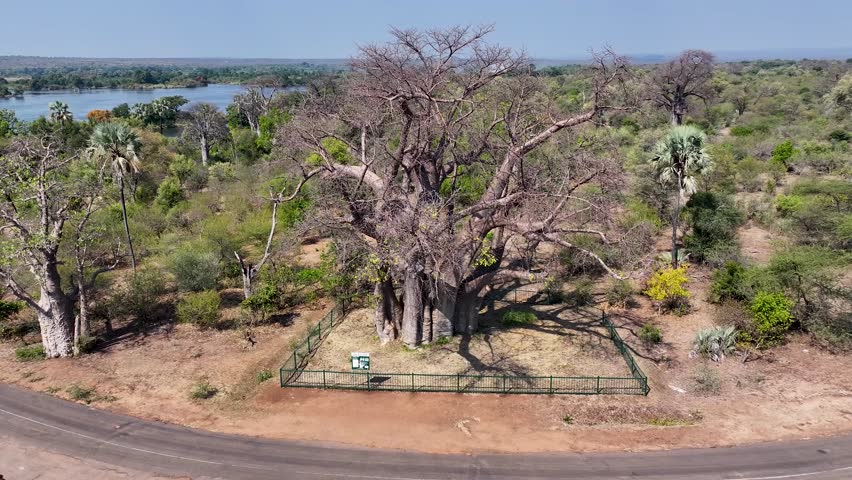 Famous Big Tree In Victoria Falls Matabeleland North Zimbabwe. Famous Century-Old And Big Tree In The Stunning Landscape. Countryside Clouds Sky Rural Field. Sky Panoramic Sky.