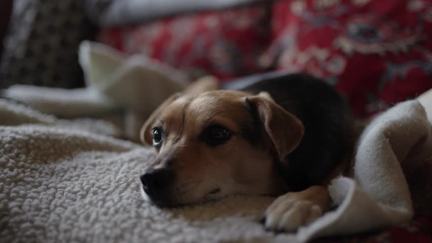 Small dog is lying on a sofa