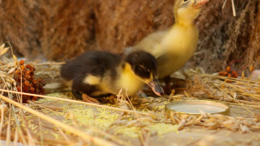 Charming and Adorable Ducklings Discovering and Exploring Their Natural Habitat and Surroundings