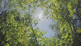 Camera moving upwards, approaching to clusters of yellow flowers on blooming Laburnum tree on blue sky and bright midday sun background, backlit - Powered by Shutterstock - Get 15% off with code: PIKWIZARD15