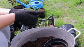 Gardener repotting a seedling into a large metal pot - Powered by Shutterstock - Get 15% off with code: PIKWIZARD15