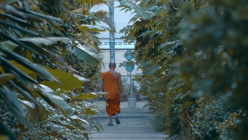 Theravada Buddhist monk wearing a saffron robe is walking through the juicy green alley, goes forward to meet destiny, Thailand