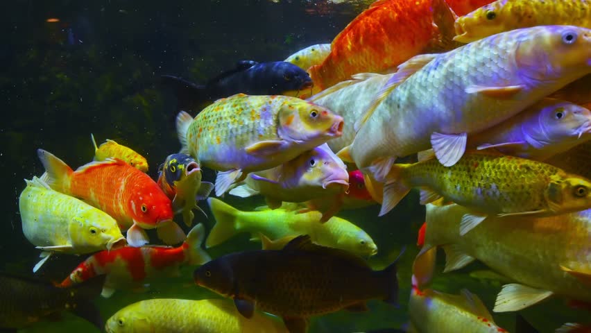 Colorful Japanese carp Koi Fish swim in aquarium at aquarium in Japan in Asia