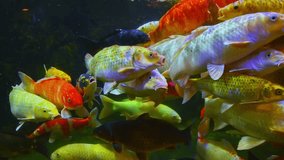 Colorful Japanese carp Koi Fish swim in aquarium at aquarium in Japan in Asia - Powered by Shutterstock - Get 15% off with code: PIKWIZARD15
