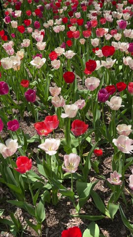 A colorful spring flower garden filled with red, pink, purple, and white tulips blowing in the breeze. A 9:16 vertical video.