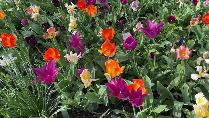 Purple, orange, yellow, and white tulips in a colorful flower garden, blowing in the breeze. This is a 16:9 horizontal video.