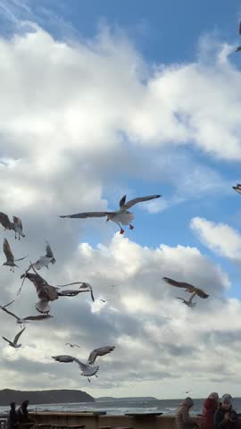 Flock of seagulls flying freely under dramatic sky with scattered clouds. Vibrant moment of coastal wildlife in motion captured near the sea. Slow motion of birds flight above, vertical shot