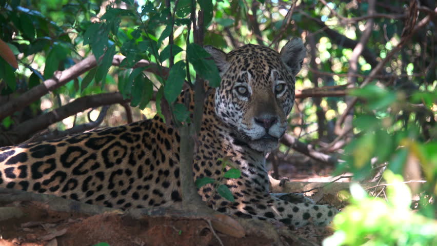 Wild Jaguar Panthera onca Resting in Pantanal Porto Jofre