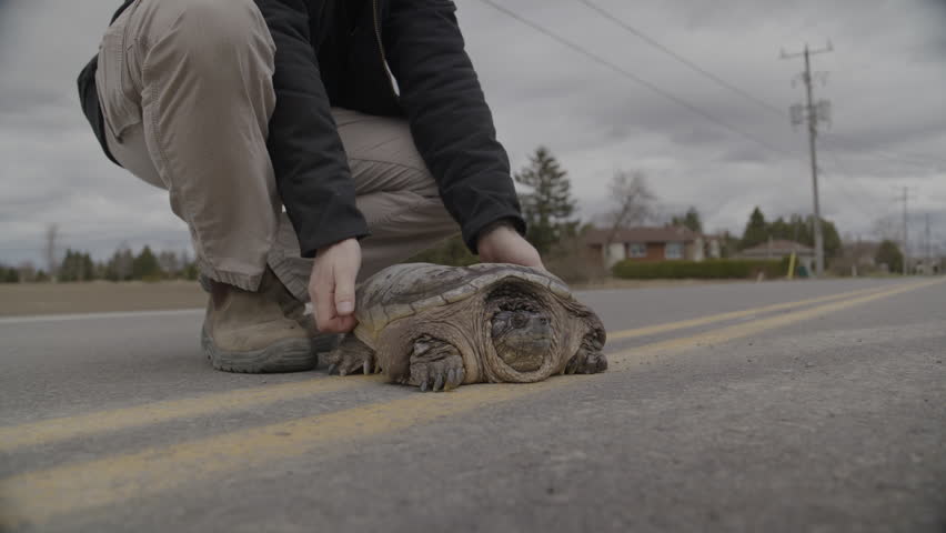 Man helping to move a snapping turtle off the road