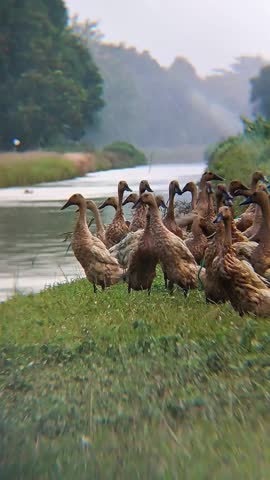 the view in the village there are ducks gathering on the riverbank.