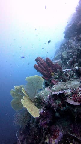 A stunning underwater scene showcasing a vibrant coral wall adorned with red sponges, sea fans (gorgonians), and various types of hard and soft corals.